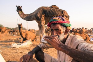 Chai au lait de chameaux à Pushkar 