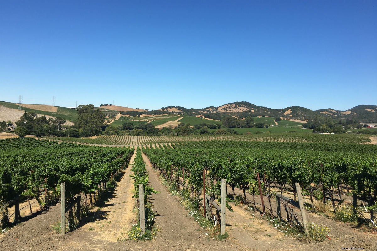 Through the Valley of Vines:Perjalanan Romantis Melalui Napa dan Sonoma 