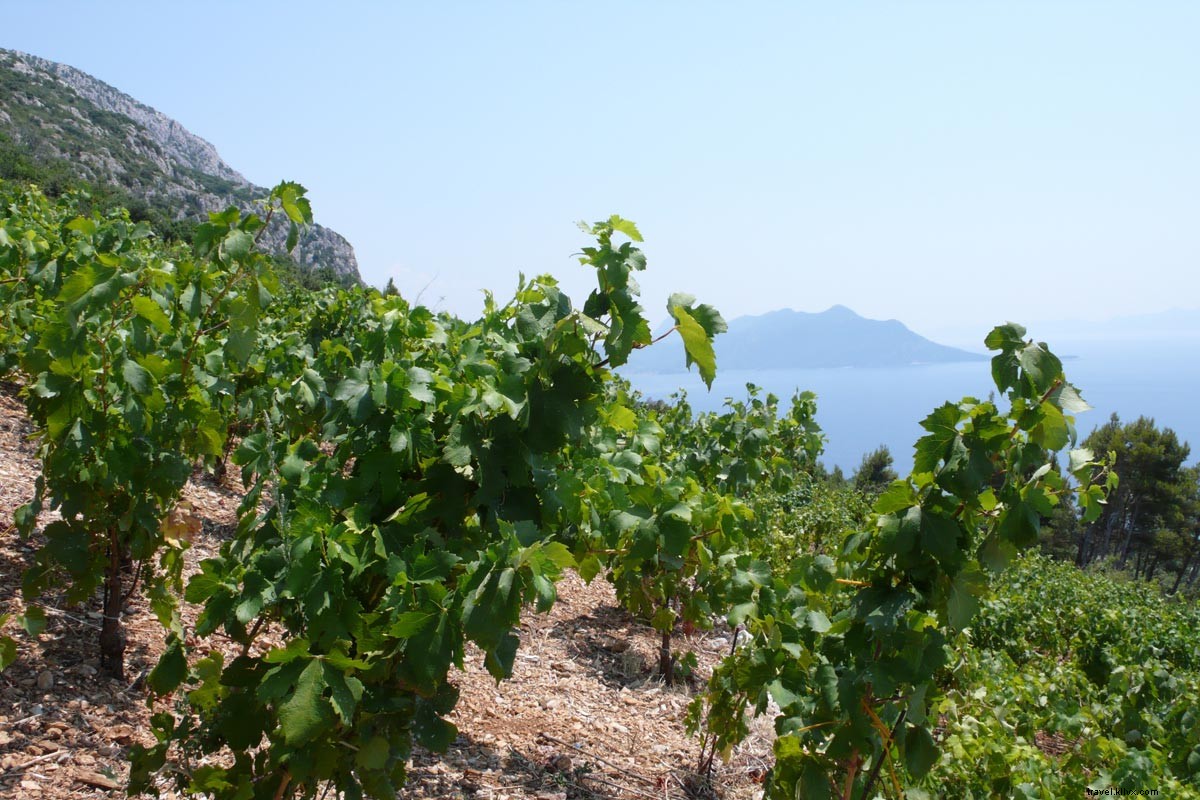 À la poursuite des vignes à travers la Dalmatie 