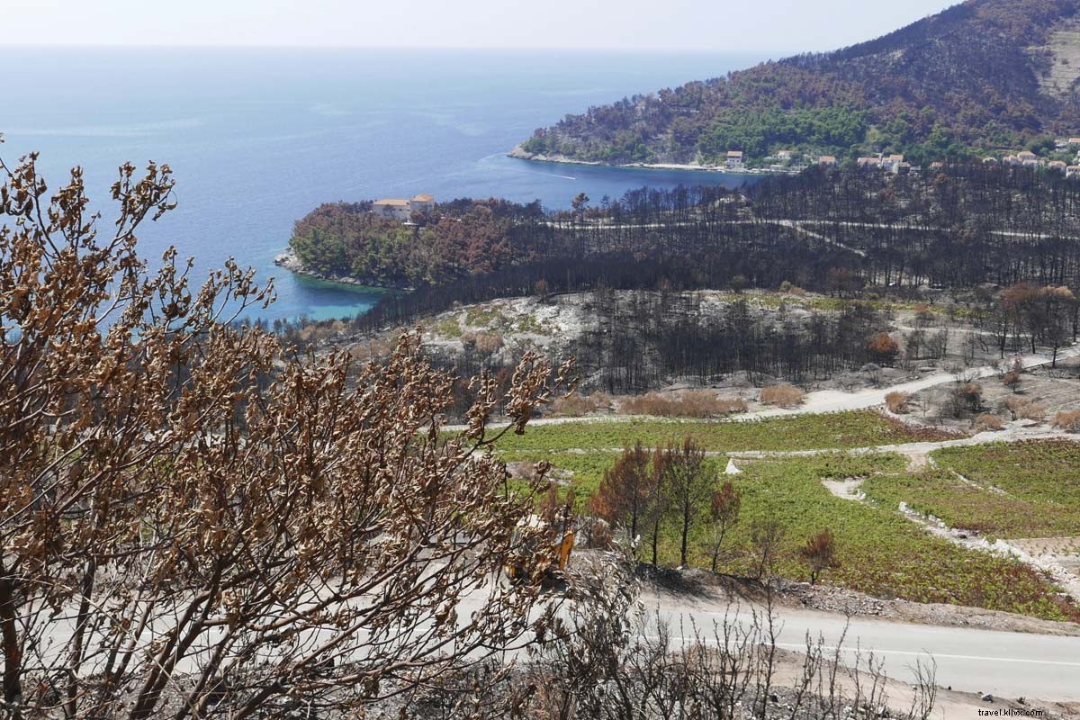 Mengejar Tanaman Merambat Melalui Dalmatia 