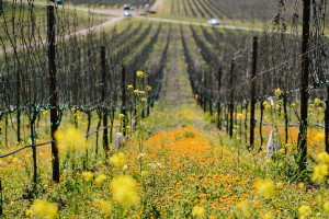 Un tour del vino de Napa y Sonoma 