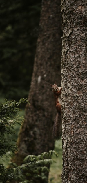 Avistado por uma foto de esquilo nas proximidades 