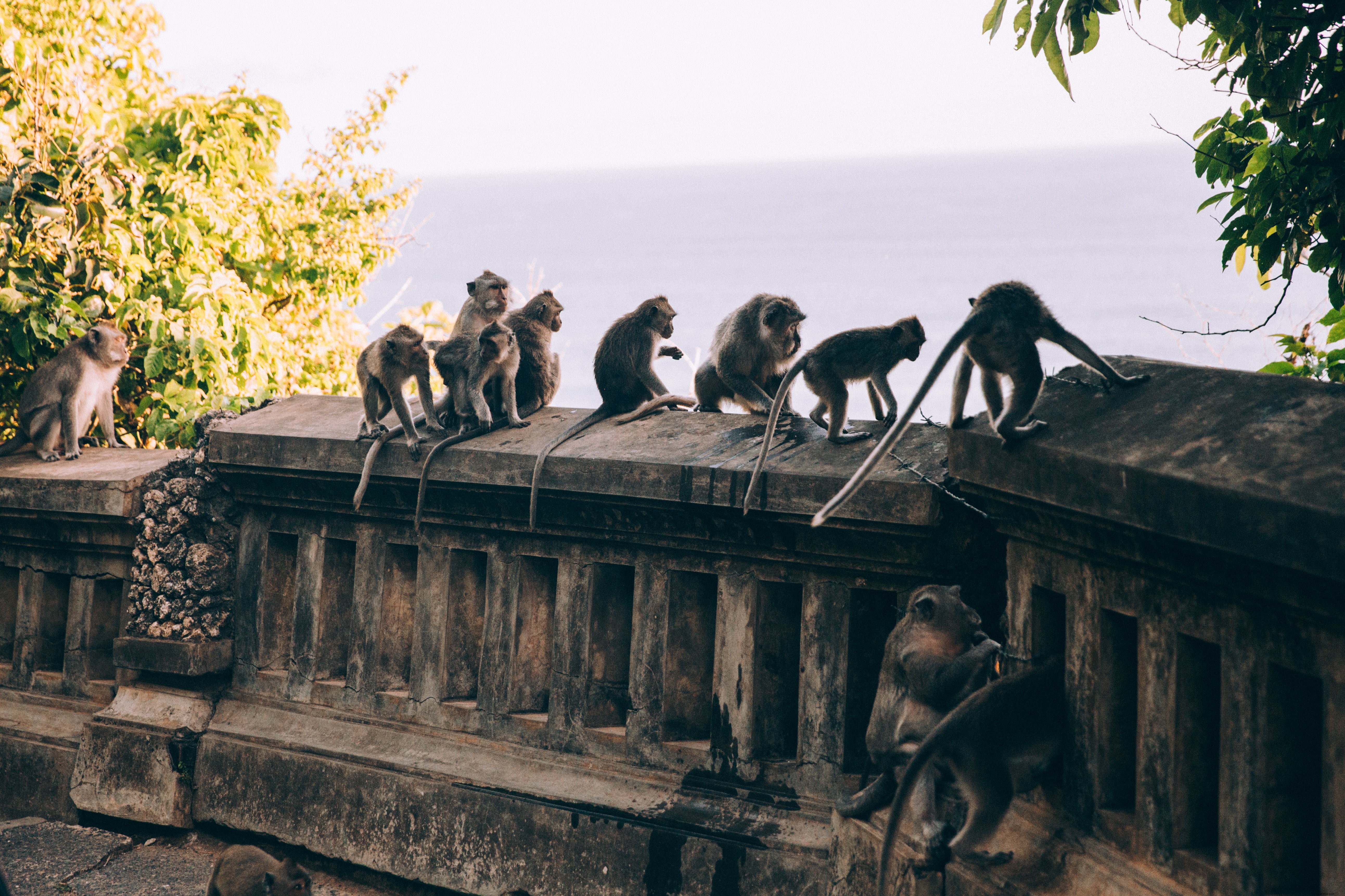 Una tribù di scimmie assistono collettivamente foto 