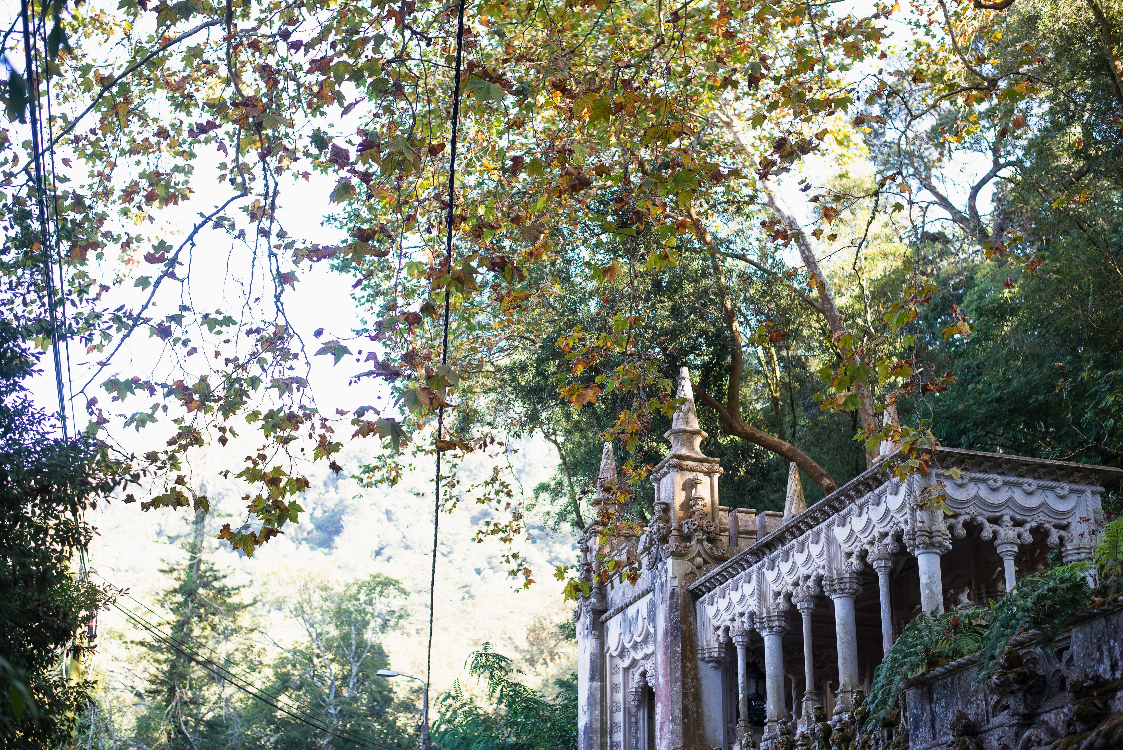 La luce del sole che irrompe tra gli alberi foto 