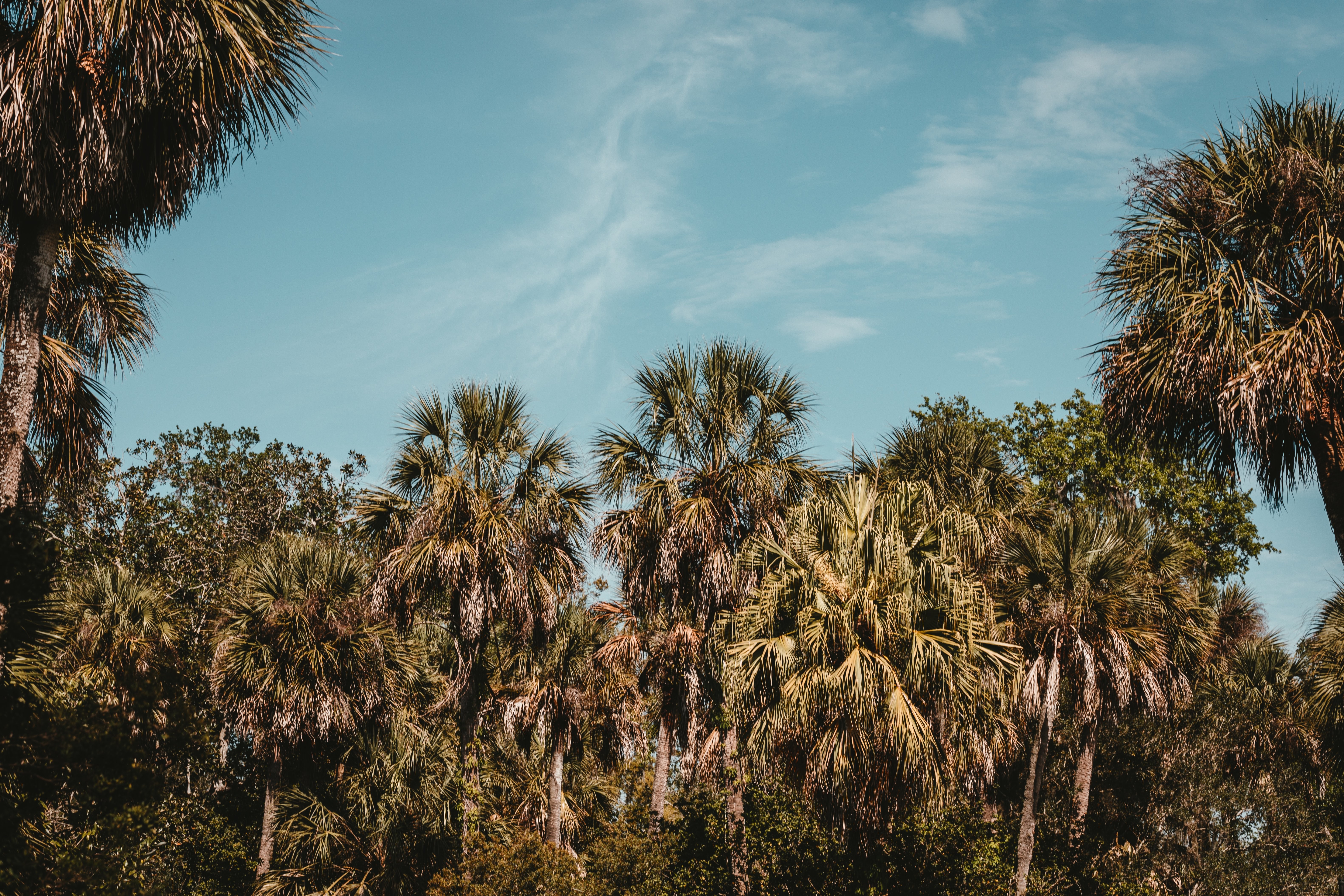 Foto das palmeiras alcançam o céu 