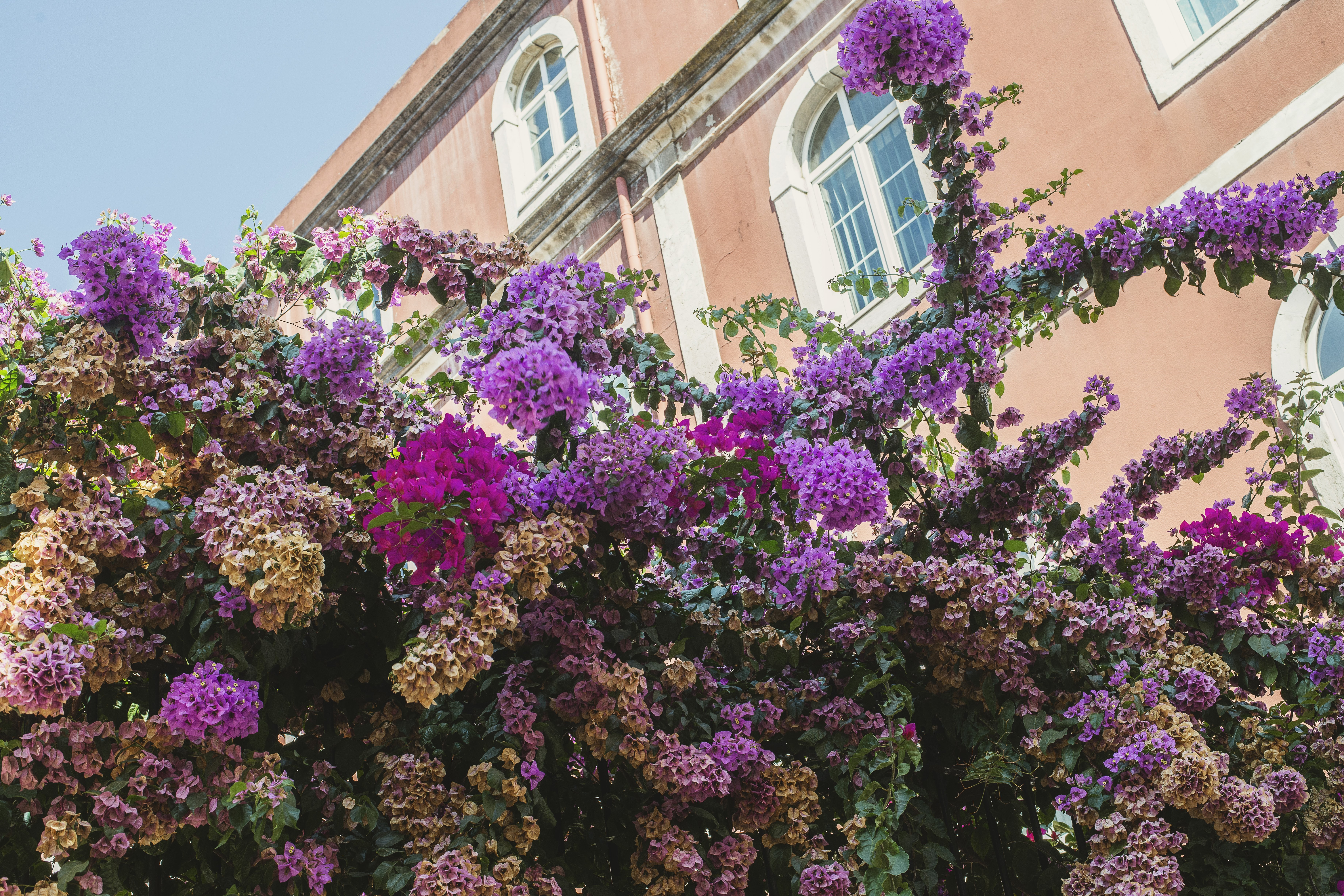 Flores coloridas desabrochando abaixo da foto do prédio histórico 