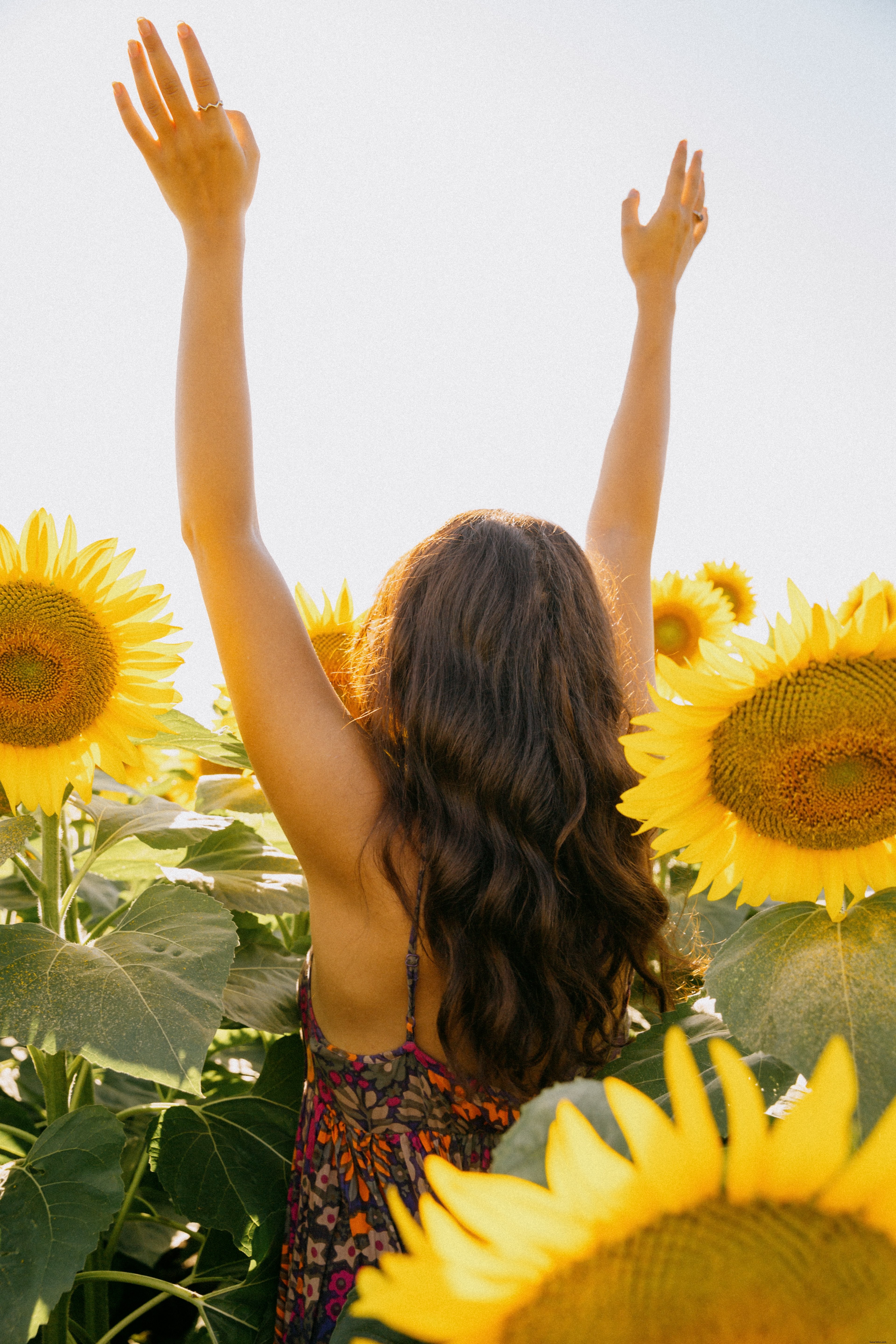 Personne atteignant en position debout dans un champ de tournesol Photo 