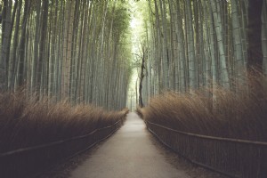Foto do caminho através de uma floresta de bambu 