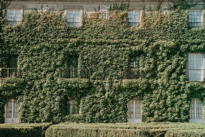 Un edificio antiguo cubierto de follaje verde Foto 