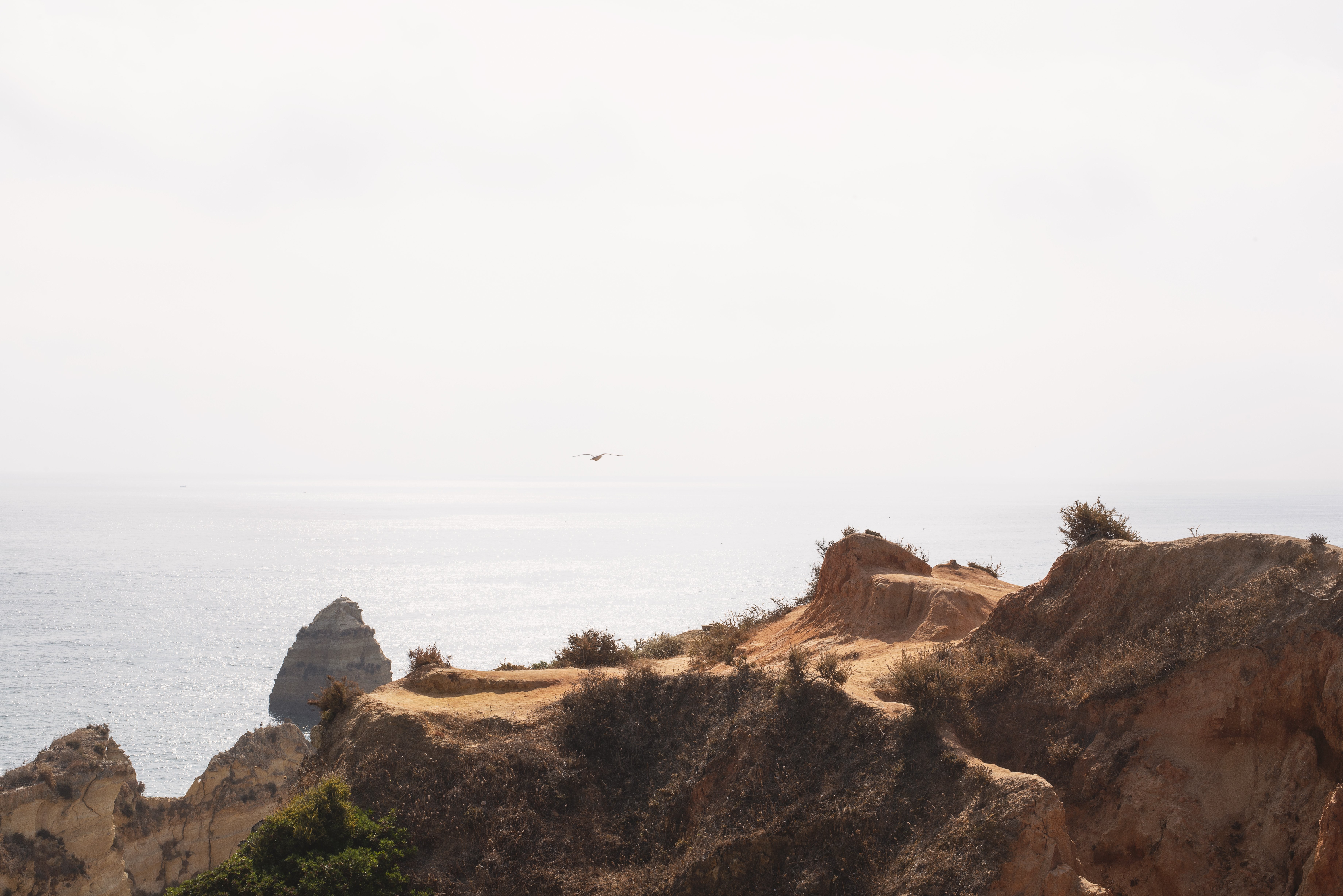 Une mouette glisse sur une photo à flanc de falaise 
