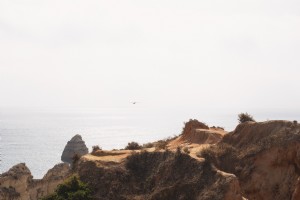 カモメが崖の上の写真の上を滑る 