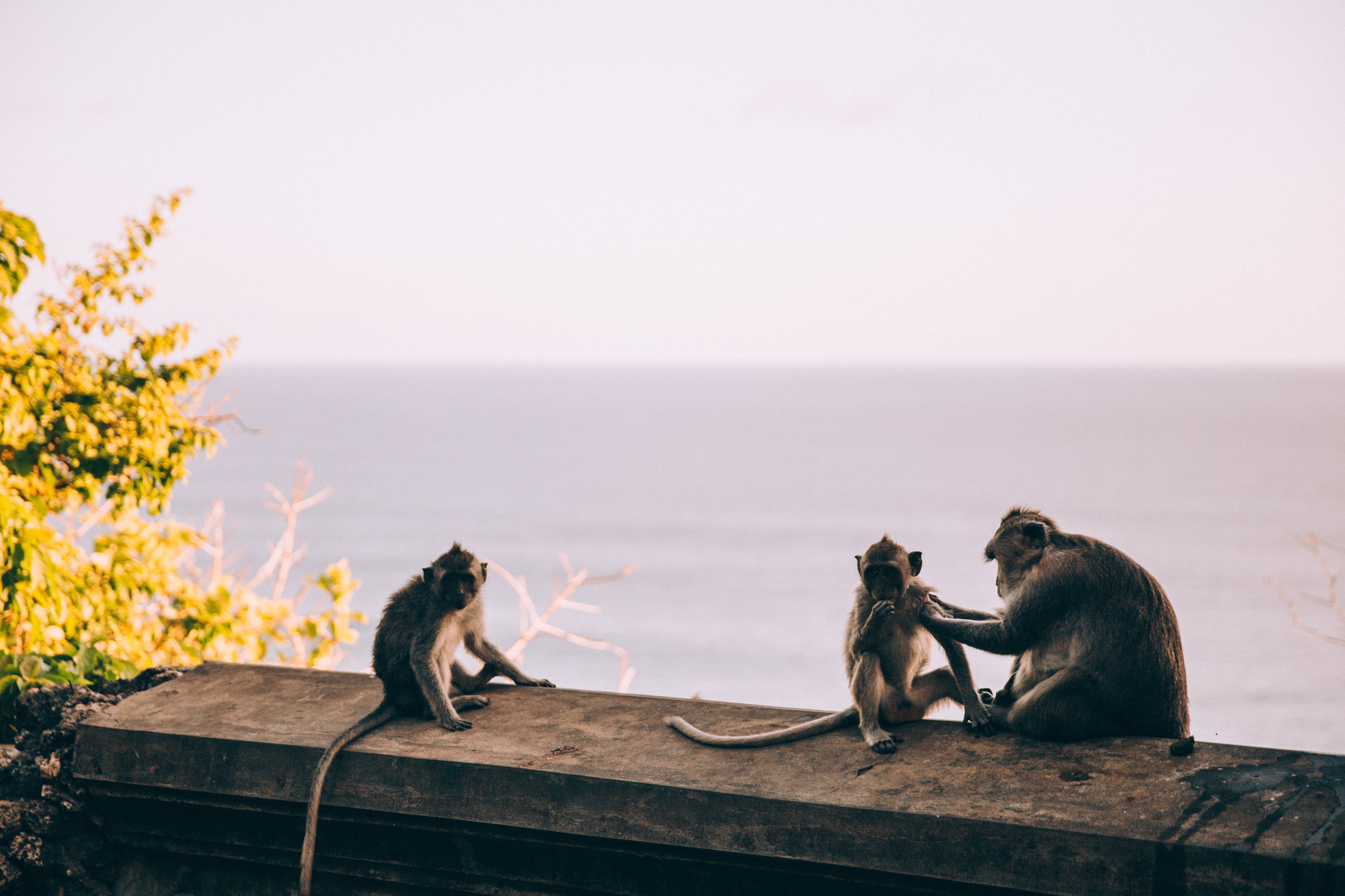 Un mono cuida a sus hijos en la foto del sol poniente 