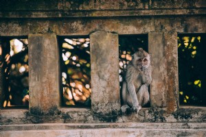 Una scimmia su un muro di pietra tra gli alberi foto 