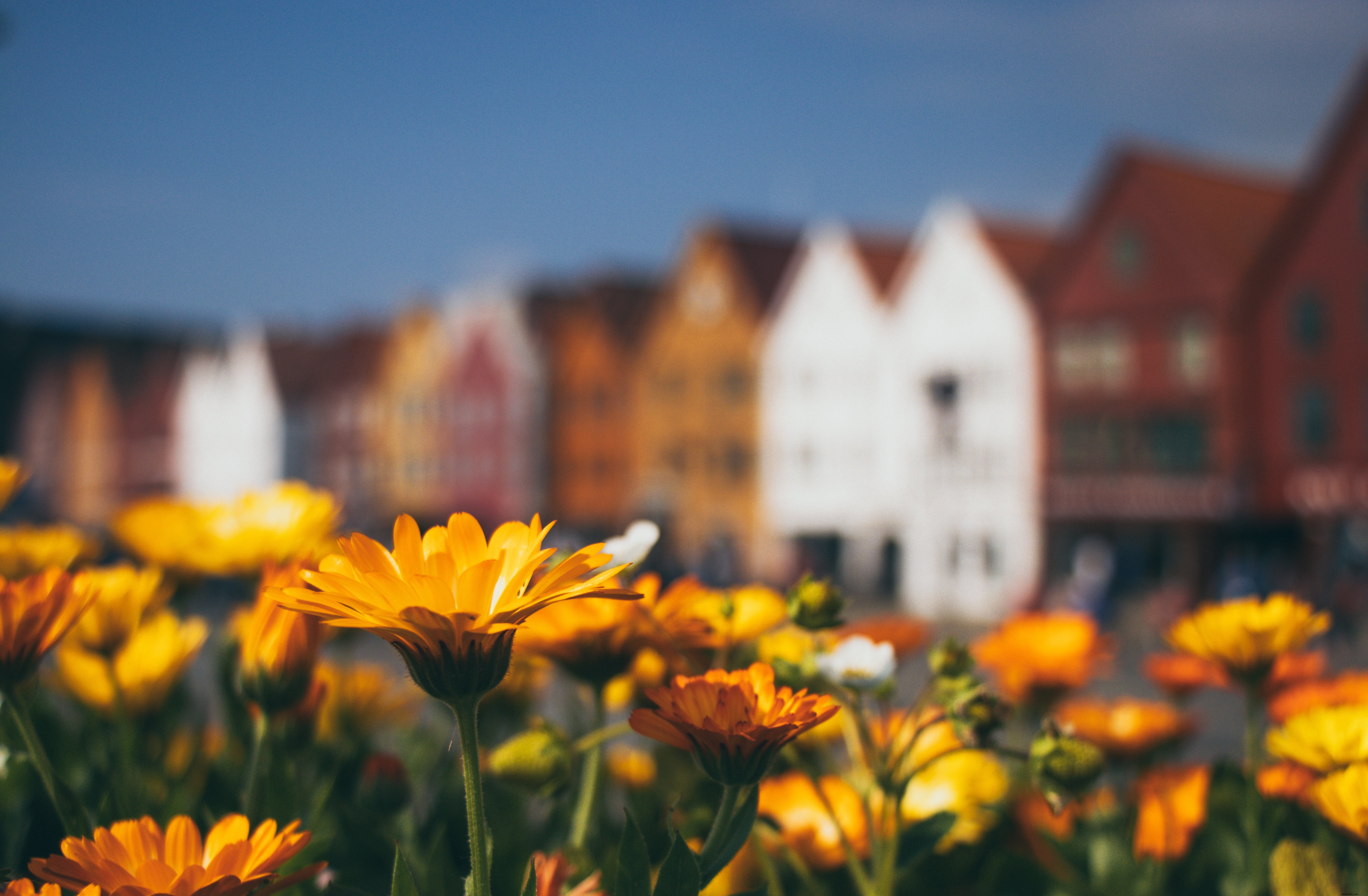 Foto de um campo de flores em frente a edifícios 