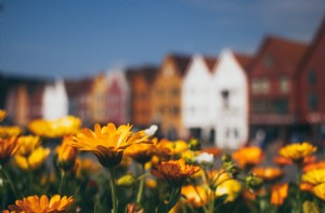 Foto de um campo de flores em frente a edifícios 