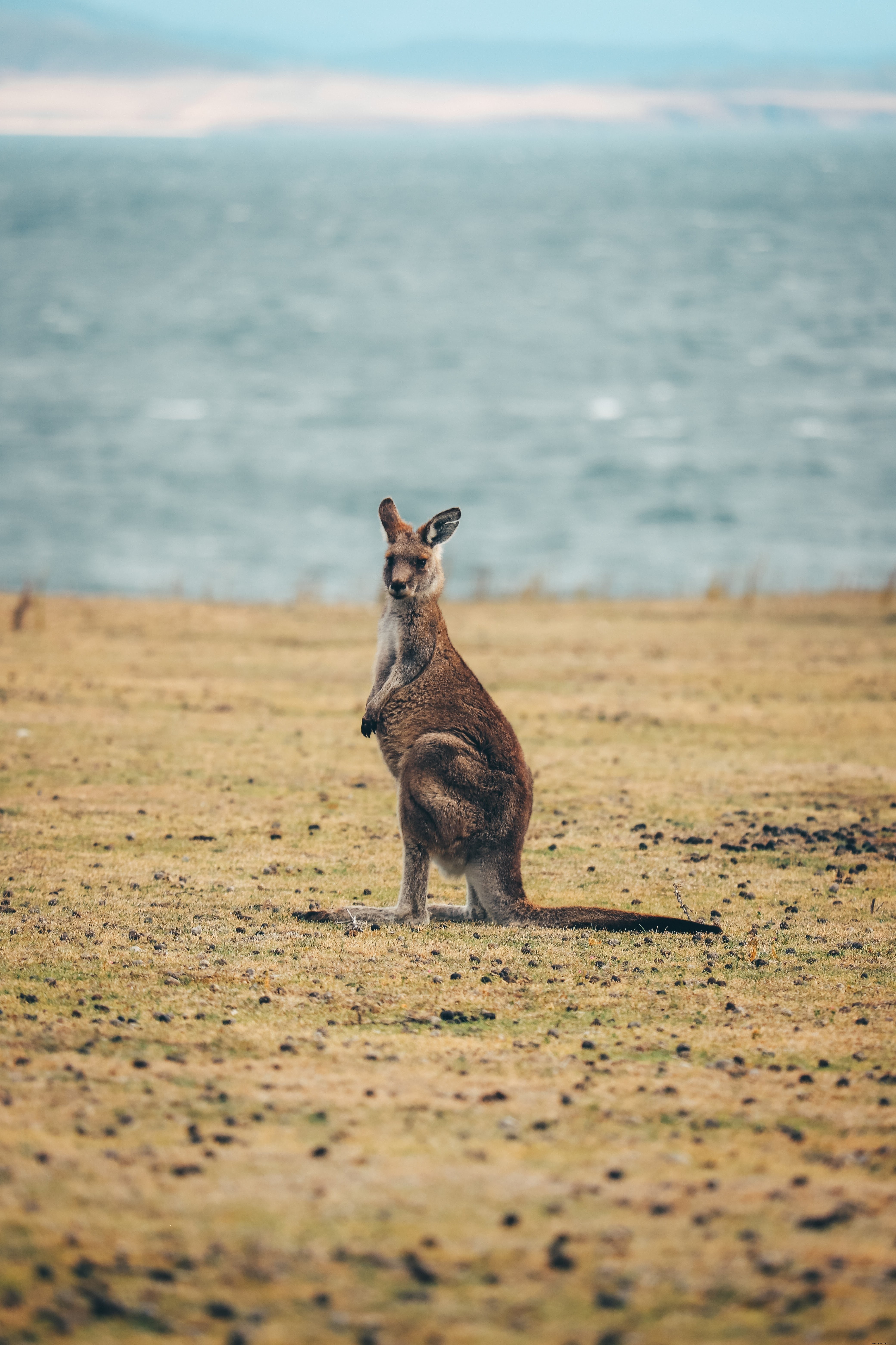 Seekor Kanguru Tampak Lurus Di Foto Kamera 