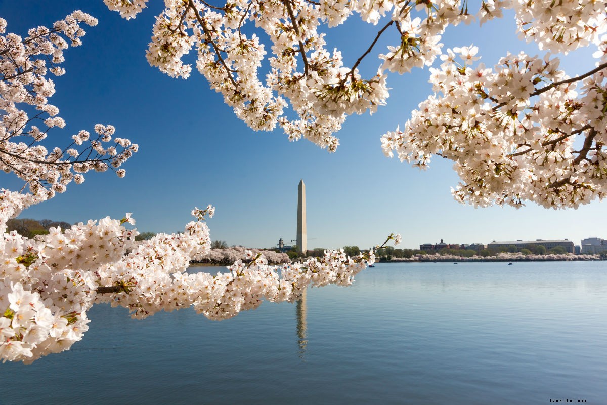 DC, Giusto in tempo per la stagione dei fiori di ciliegio 