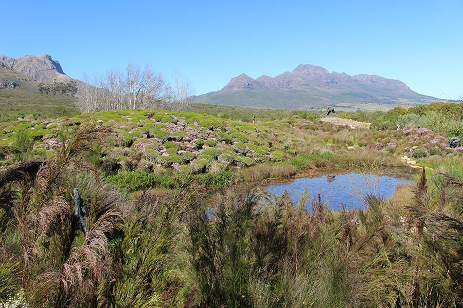 Domando a beleza selvagem das vinícolas do Cabo na África do Sul 