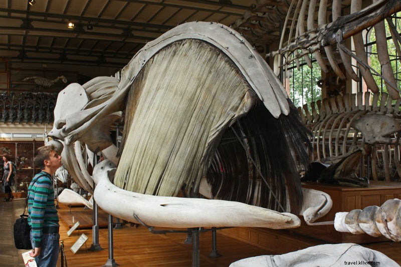 El arca de Noé está viva (y muerta) en París 