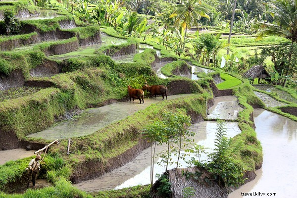 Il paradiso alla fine del mondo:Bali 