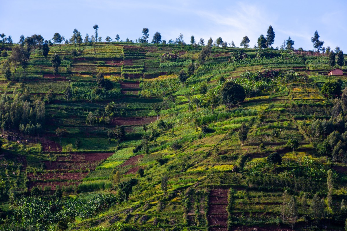 Ruanda no meio - de um boom 