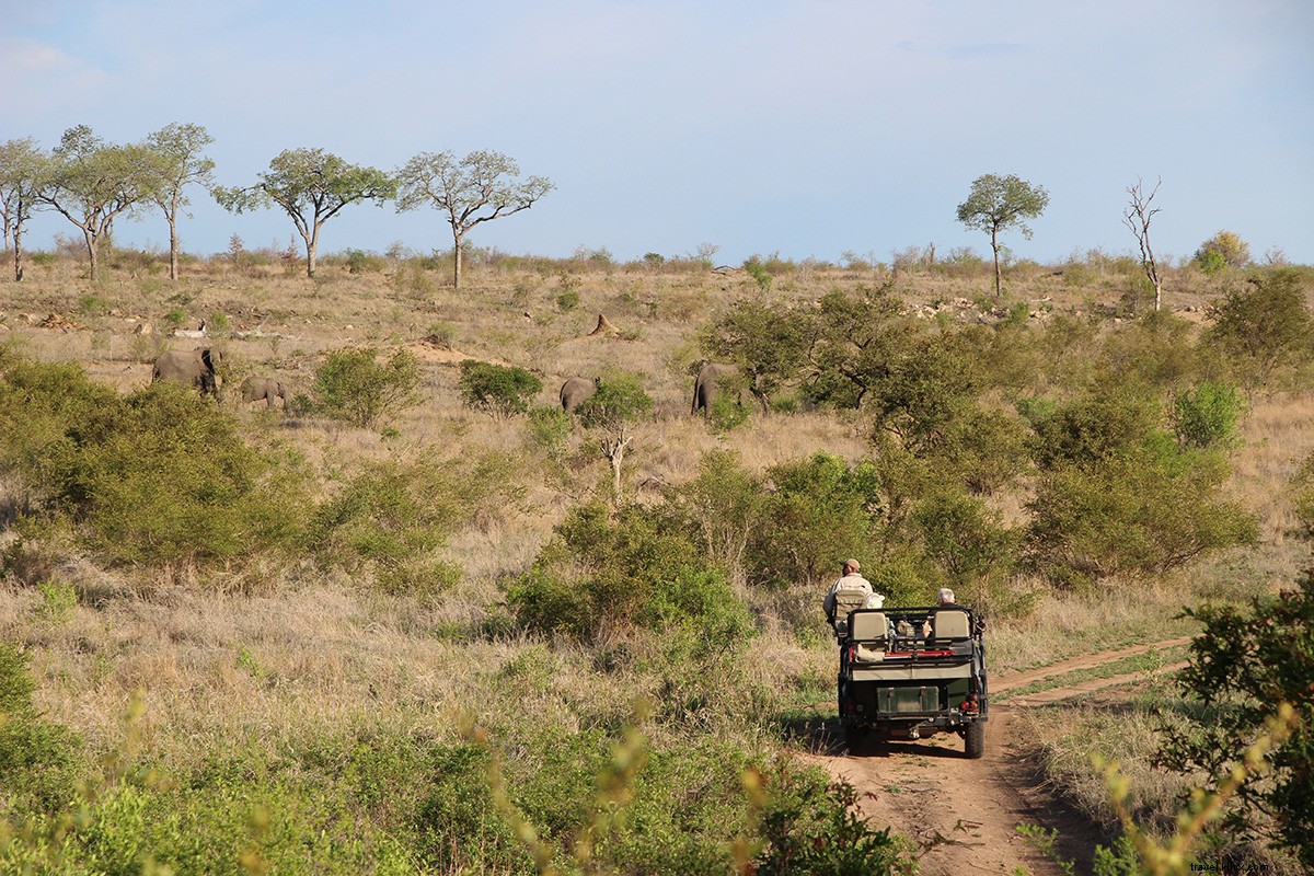 Il safari sudafricano dei miei sogni 