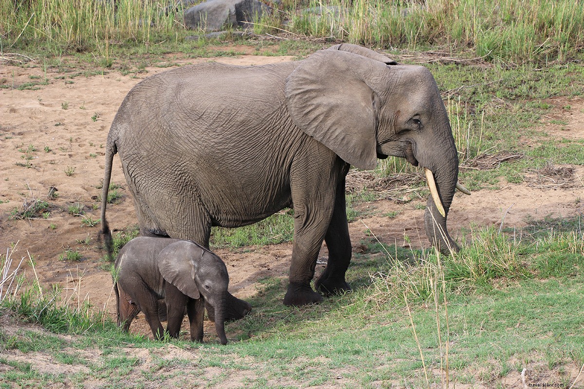 O safari sul-africano dos meus sonhos 