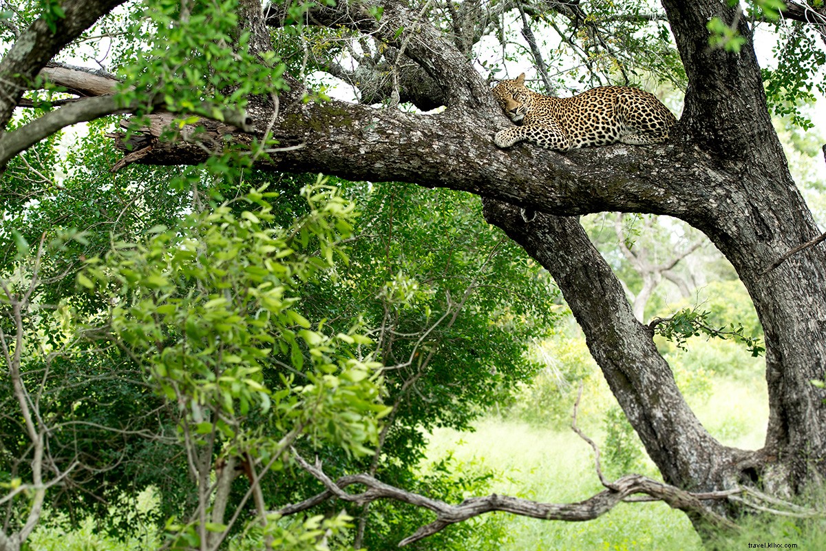 Konservasionis Afrika Selatan Memimpin Serangan di Safaris 