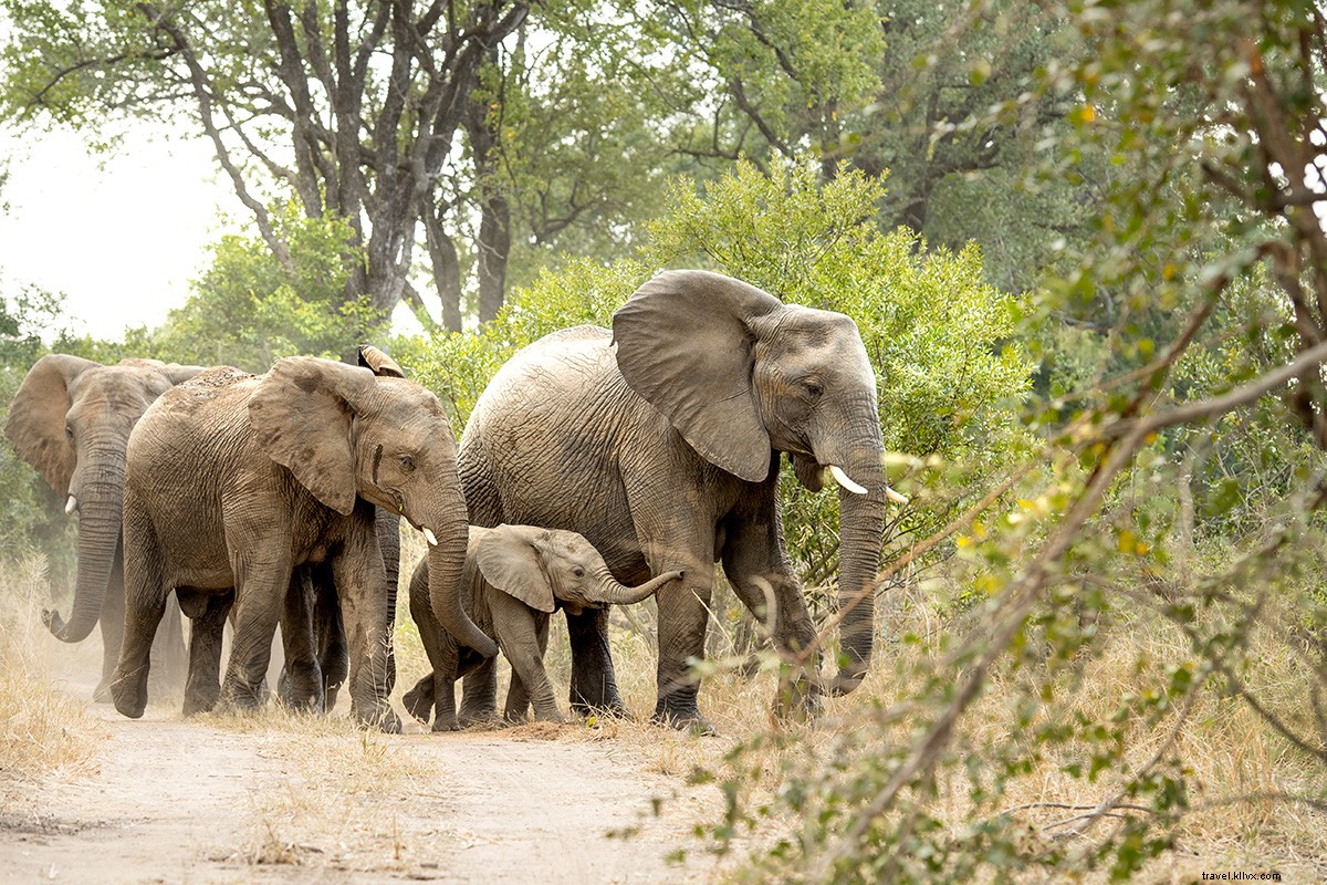 L écologiste sud-africain mène la charge dans les safaris 