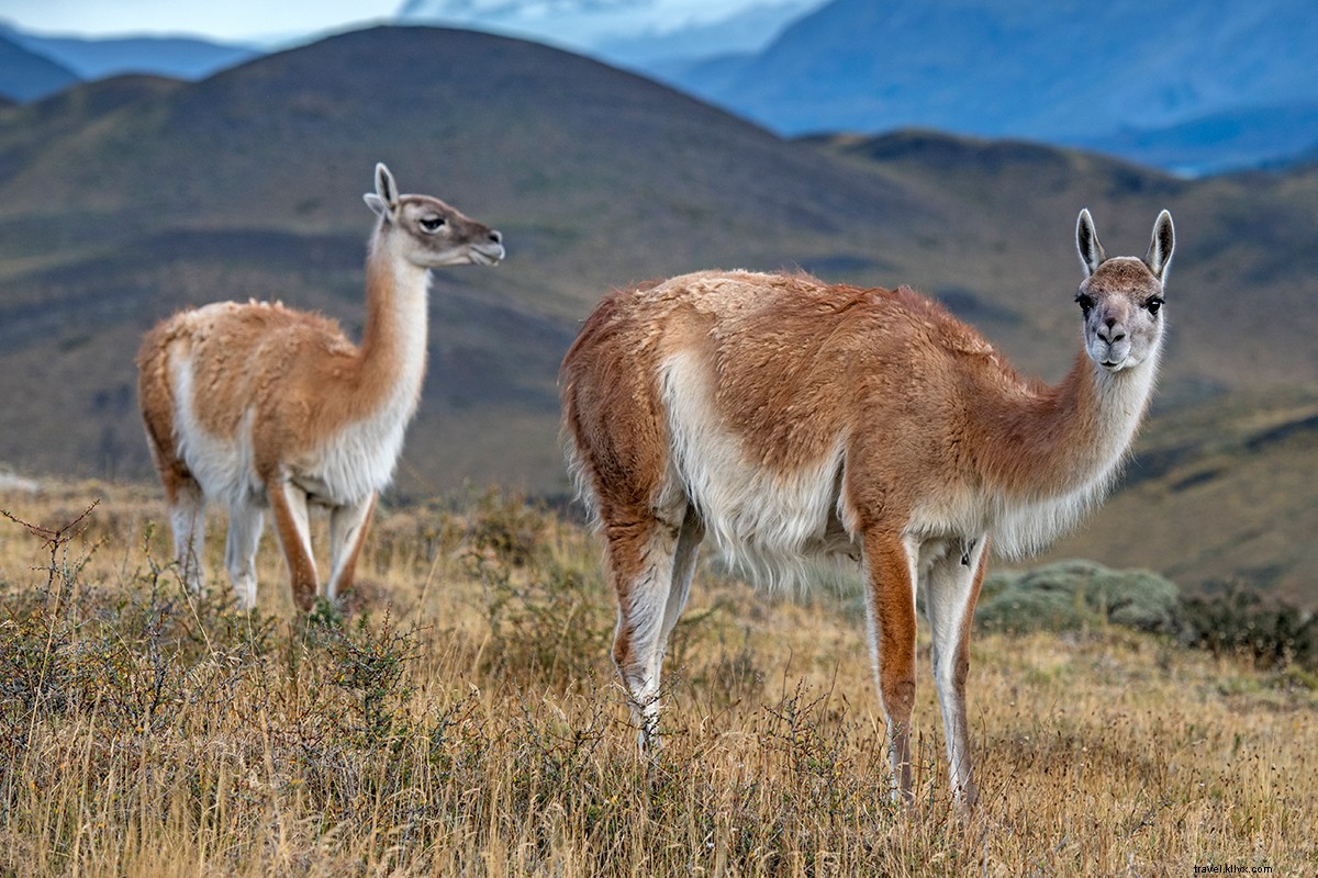Su supervivencia de lo lujoso en la Patagonia 