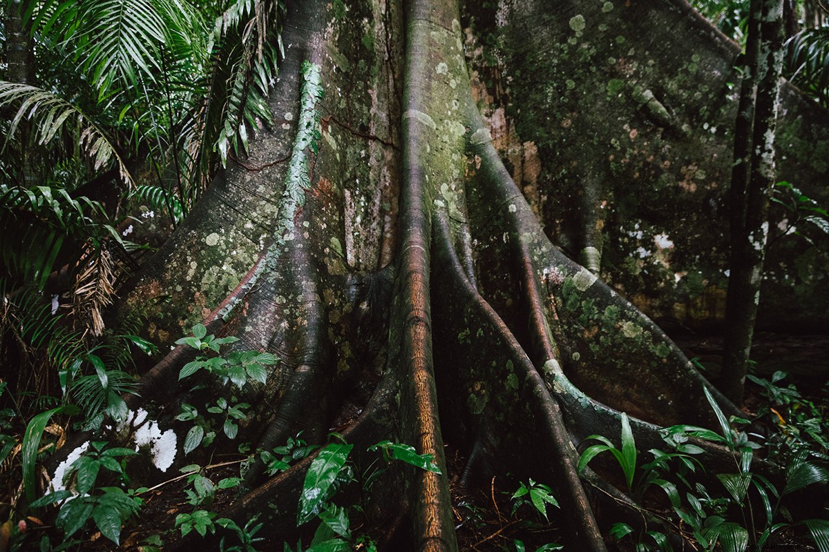 Palsu Menjadi Indiana Jones Anda Sendiri di Amazon Peru 