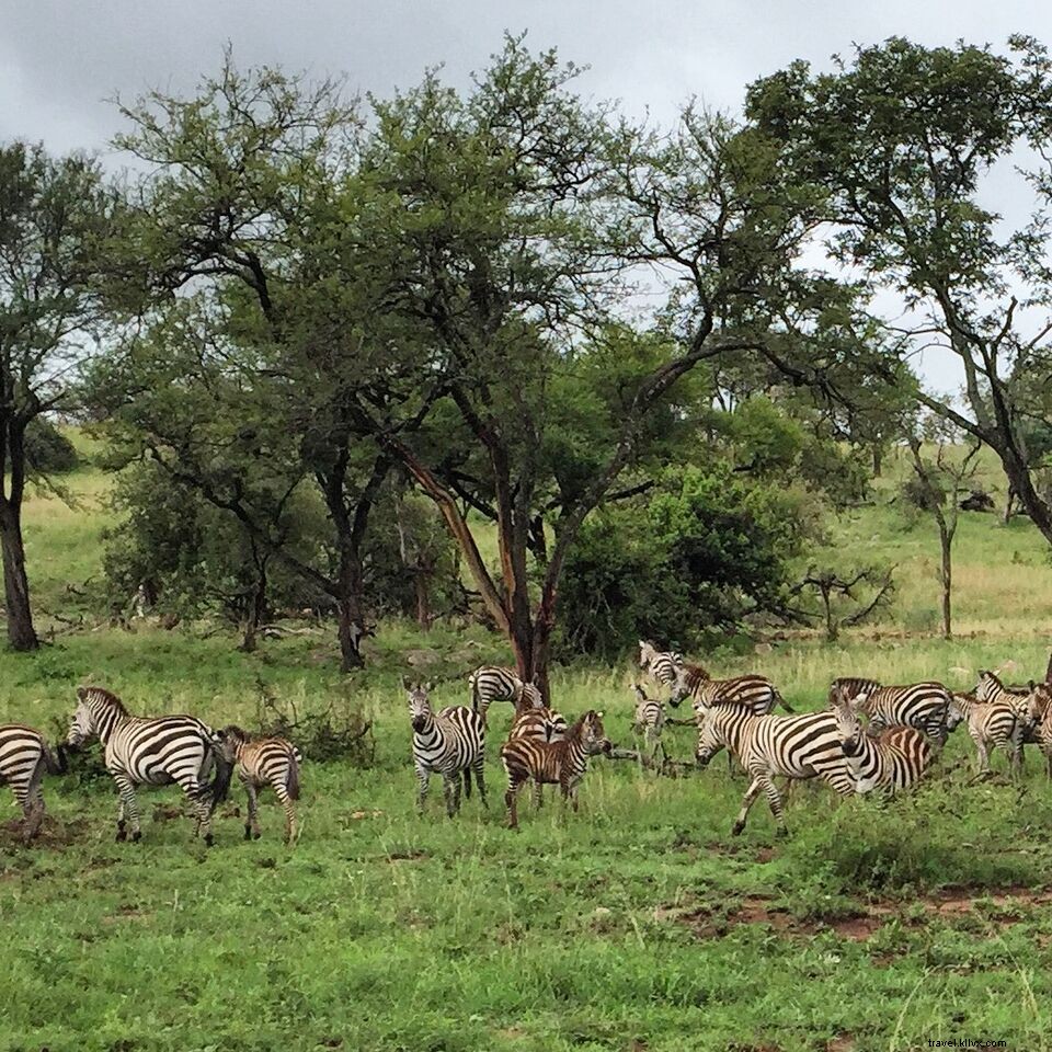 Fotos de sonho no Safari no Parque Nacional do Serengeti 