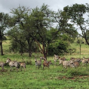 Foto da sogno in Safari nel Parco Nazionale del Serengeti 