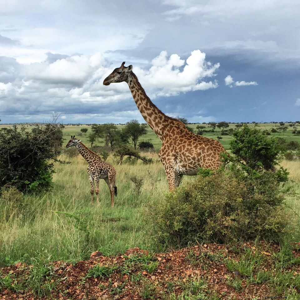 Photos de rêve lors d un safari dans le parc national du Serengeti 