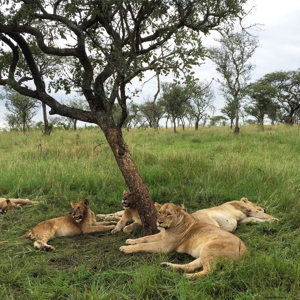 Photos de rêve lors d un safari dans le parc national du Serengeti 