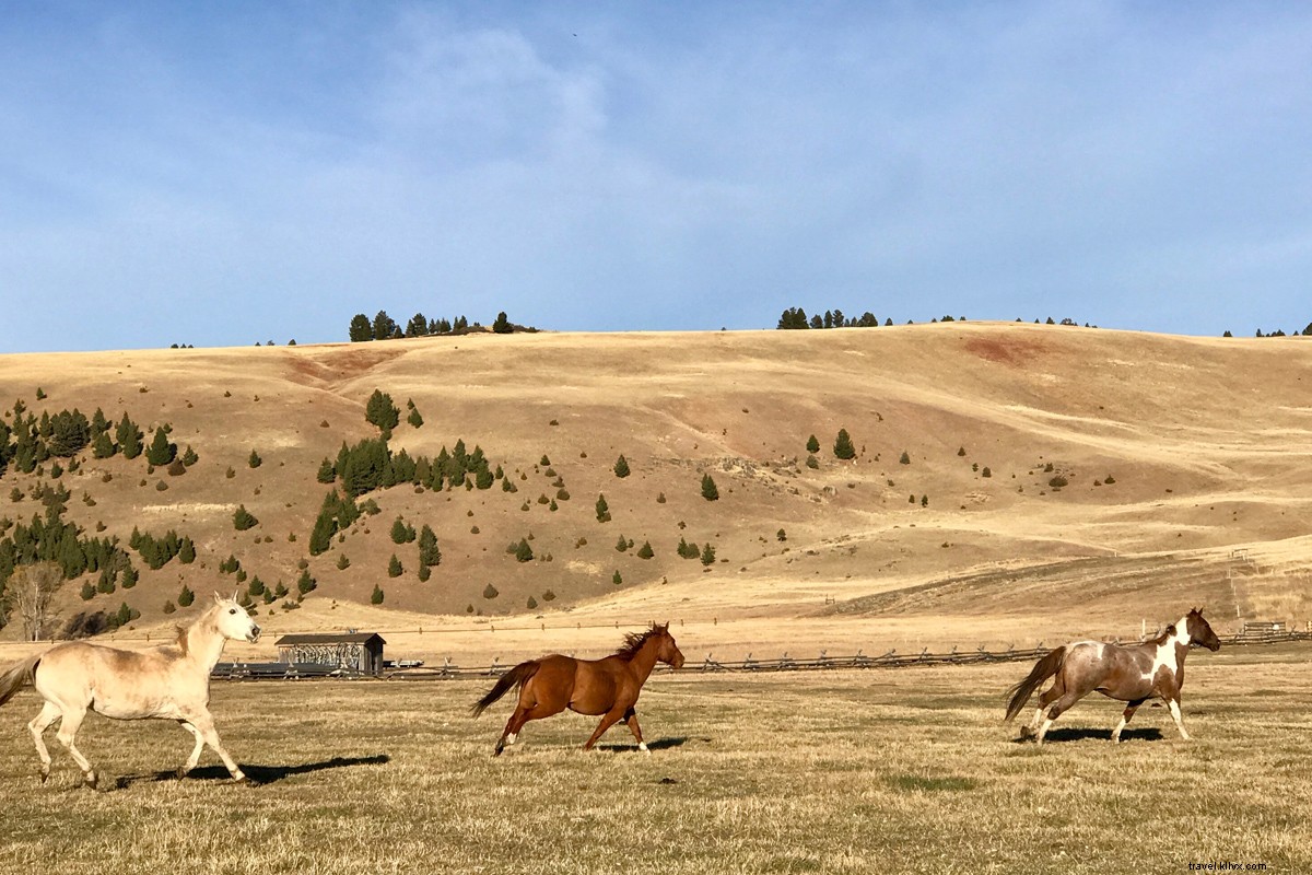 Cavalgue como o vento ao viajar pelos cavalos 