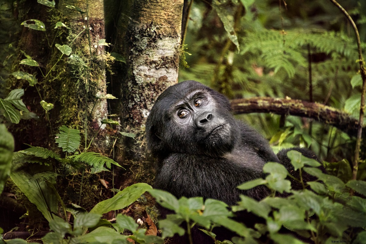 Quando você encontra um gorila nas montanhas, Veja aqui como tirar a melhor foto 
