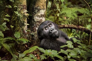 Saat Anda Bertemu Gorila di Pegunungan, Inilah Cara Mengambil Foto Terbaik 