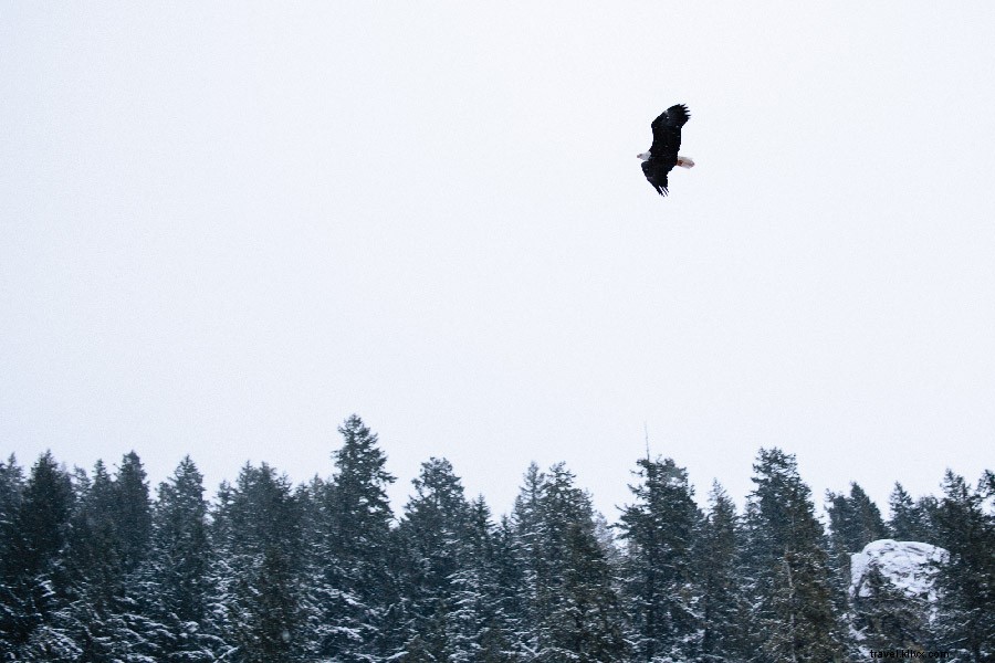 Elang Telah Mendarat:Mengamati Burung di British Columbia 