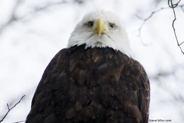 As águias pousaram:observação de pássaros na Colúmbia Britânica 
