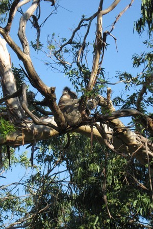 Di Koala, incubi, e il suono di perdere il sonno 