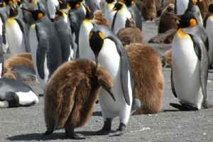 Delizia per gli occhi:pinguini! 