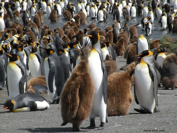 Eye Candy :Pingouins ! 