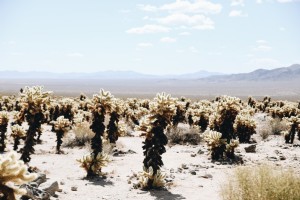Refrescado no deserto de Palm Springs 