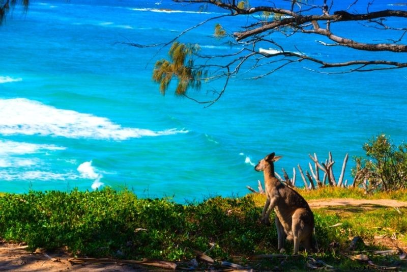 66 cose divertenti da fare sulla Gold Coast (Australia) 