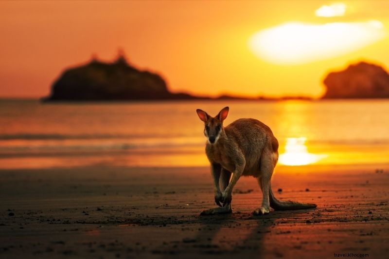 30 Hal Seru yang Bisa Dilakukan di Pantai Airlie, Queensland 