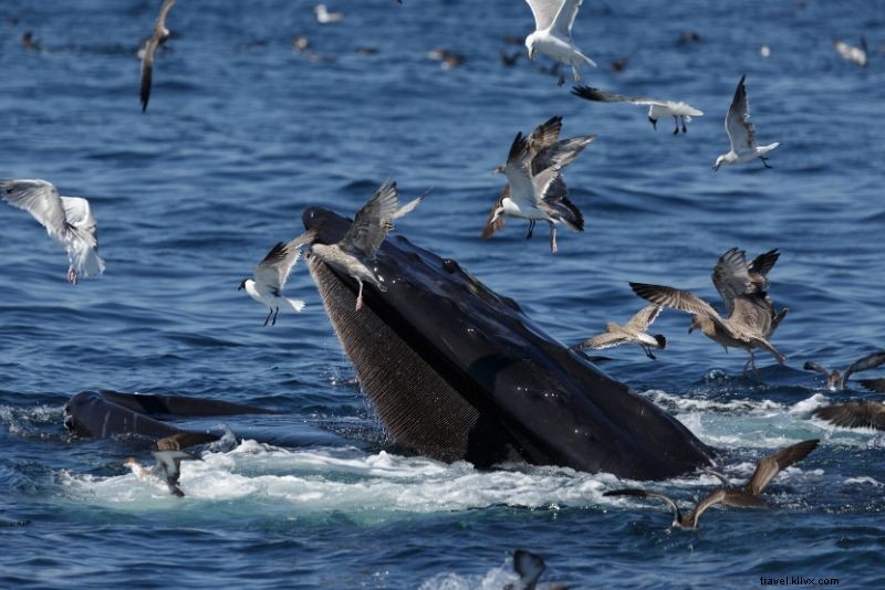 Crucero de avistamiento de ballenas en Boston:todo lo que necesita saber 