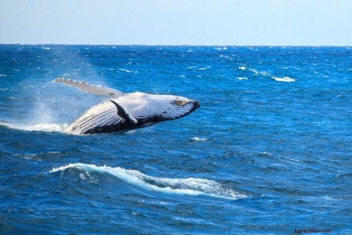 Crucero de avistamiento de ballenas en Boston:todo lo que necesita saber 