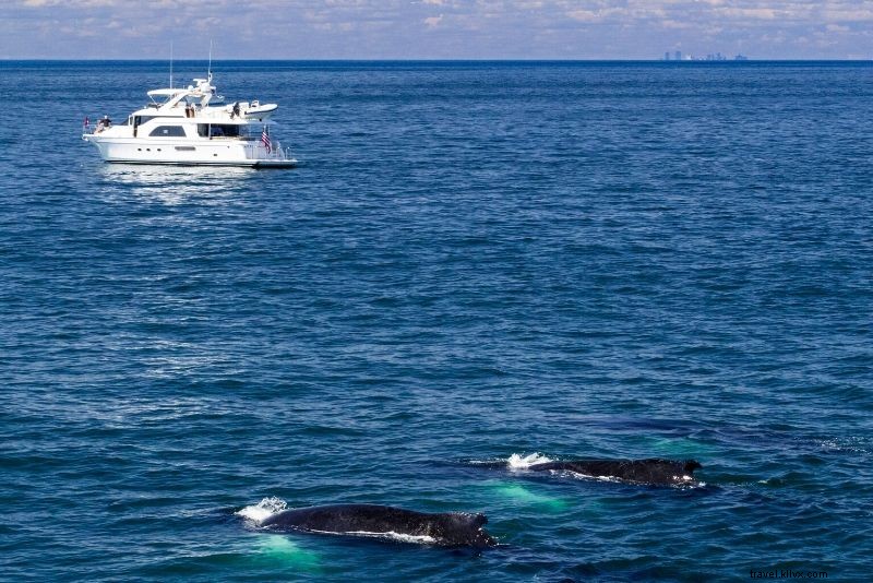 Cruzeiro para observação de baleias em Boston - tudo o que você precisa saber 