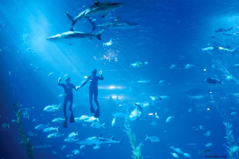 50 mejores acuarios del mundo 
